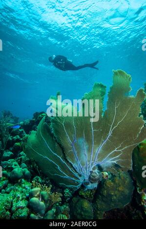 Viola ventilatore di mare sulla barriera corallina a Bonaire Island Foto Stock