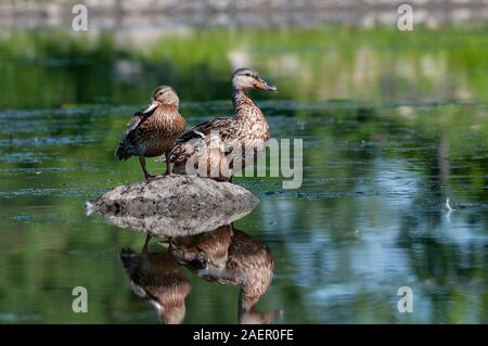 Femmina le anatre domestiche in appoggio sulle rive di un fiume Foto Stock
