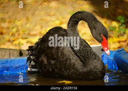 Foto cigni nello stagno. Bellissimi cigni in natura. Foto Stock