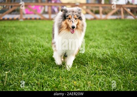 Con i capelli lunghi collie eseguire attraverso il verde del prato in posizione di parcheggio Foto Stock