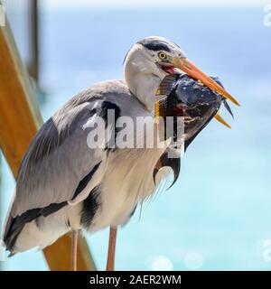 Airone cenerino pesca, Maldive Foto Stock