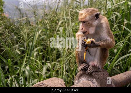 I capelli rossi monkey mangia una banana Foto Stock