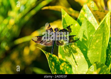Rhyothemis fenestrina (noto anche come la Black-winged flutterer, Golden flutterer, o lucernario flutterer) dragonfly appollaiato su un ramoscello, Entebbe, Uganda Foto Stock
