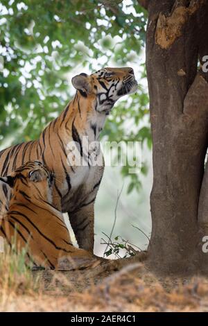 Due giovani le tigri del Bengala (Panthera tigris tigris), Tadoba Andhari Riserva della Tigre, nello stato del Maharashtra, India Foto Stock