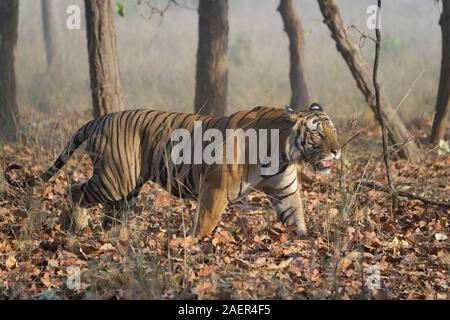 Maschio di tigre del Bengala (Panthera tigris tigris) passeggiate in foresta, Bandhavgarh National Park, Madhya Pradesh, India Foto Stock