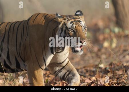 Maschio di tigre del Bengala (Panthera tigris tigris) passeggiate in foresta, Bandhavgarh National Park, Madhya Pradesh, India Foto Stock