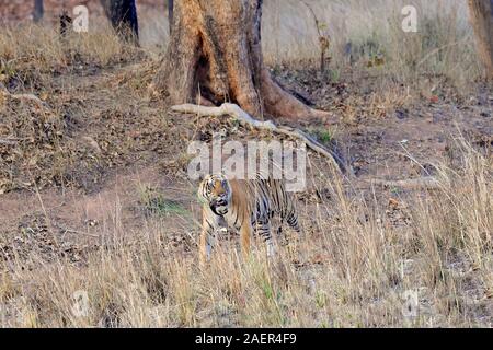 Maschio di tigre del Bengala (Panthera tigris tigris) passeggiate in foresta, Bandhavgarh National Park, Madhya Pradesh, India Foto Stock