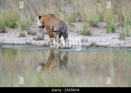Maschio di tigre del Bengala (Panthera tigris tigris) test acqua prima di entrare in un stagno di acqua, Bandhavgarh National Park, Madhya Pradesh, India Foto Stock
