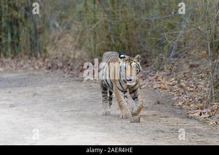 Giovani tigre del Bengala (Panthera tigris tigris) camminando su un sentiero di bosco, Bandhavgarh National Park, Madhya Pradesh, India Foto Stock