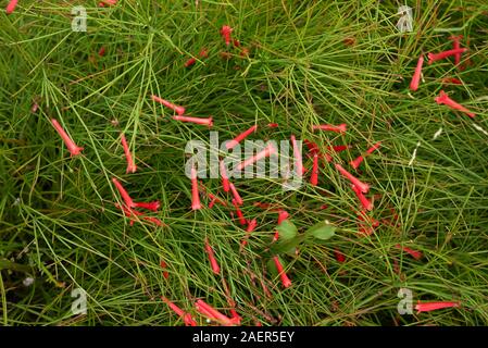 Fiori di colore rosso di Russelia equisetiformis piante Foto Stock