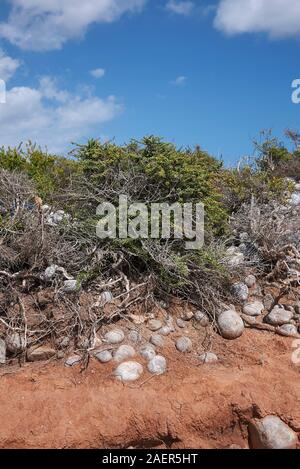 Suaeda vera arbusto close up Foto Stock