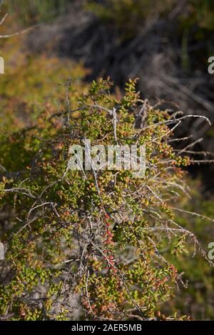 Suaeda vera arbusto close up Foto Stock