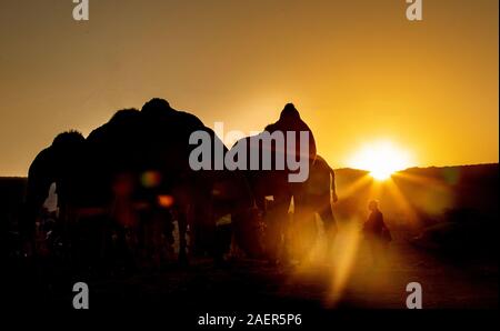 Gruppi di cammelli durante il Sunrise in Pushkar Rajasthan Foto Stock