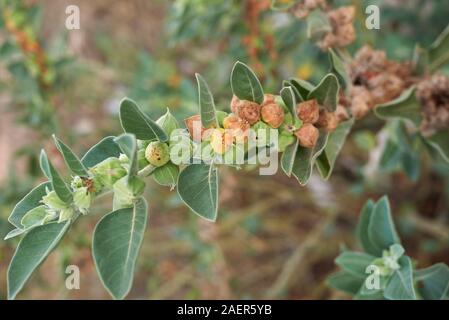 Seme colorato di pods di Withania somnifera impianto Foto Stock