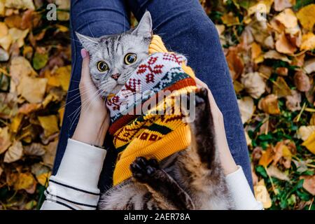 Sorpreso gatto con grandi occhi in un maglione giace sulla schiena tra le braccia di una ragazza in un parco d'autunno. cat cercando di togliere i vestiti Foto Stock