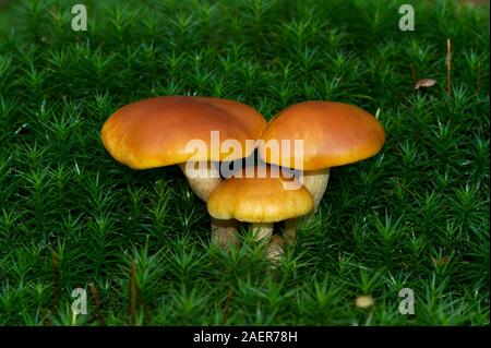 Gruppo di tre scagliose Rustgill funghi che crescono in MOSS Foto Stock