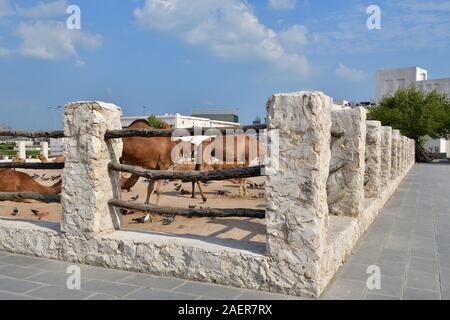 Cammelli nel suq del cammello, Souq di Waqif a Doha, Qatar, Foto Stock