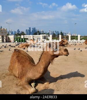 Cammelli nel suq di cammello e nel suq di Waqif a Doha, Qatar, Foto Stock