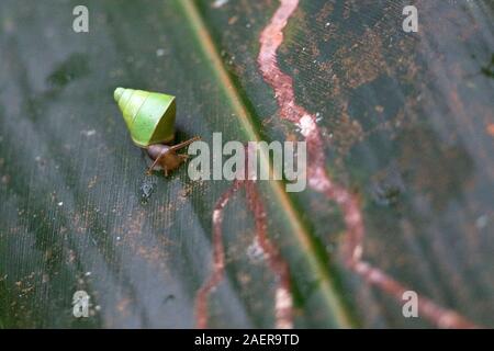 Sri Lanka lumaca verde (Beddomea albizonatus) Foto Stock