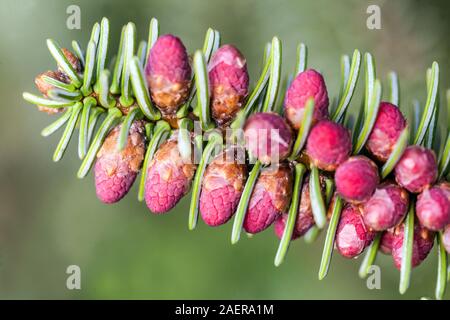 Abies pinsapo ' Fastigiata ' coni primaverili di abete spagnolo spara da vicino Foto Stock