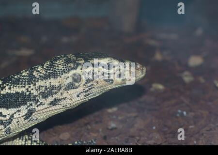 Varanus salvator (Asian Monitor acqua) Foto Stock