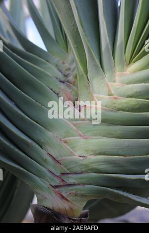 Ventilatore aloe plicatilis piante medicinali, Aloe, Savila Foto Stock