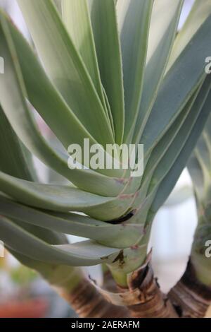 Ventilatore aloe plicatilis piante medicinali, Aloe, Savila Foto Stock