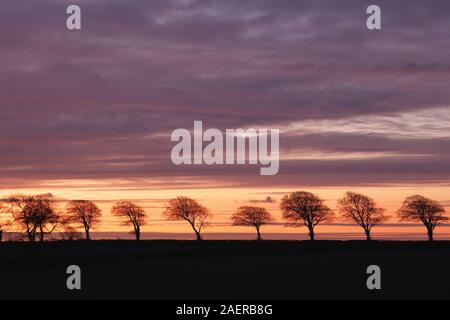 Fila di alberi all'orizzonte all'alba Foto Stock