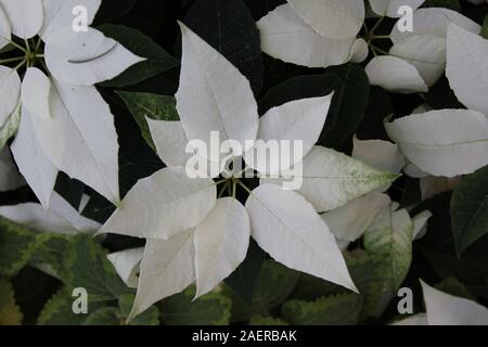 Bella stupefacente poinsettias bianco che crescono in un giardino fiorito, Euphorbia specie, Poinsettia specie, Flor de Nochebuena, la vigilia di Natale fiore Foto Stock