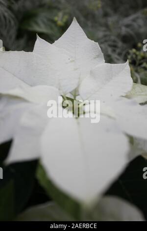 Bella stupefacente poinsettias bianco che crescono in un giardino fiorito, Euphorbia specie, Poinsettia specie, Flor de Nochebuena, la vigilia di Natale fiore Foto Stock