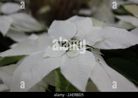 Bella stupefacente poinsettias bianco che crescono in un giardino fiorito, Euphorbia specie, Poinsettia specie, Flor de Nochebuena, la vigilia di Natale fiore Foto Stock