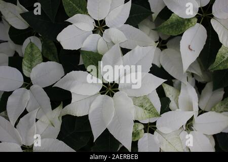 Bella stupefacente poinsettias bianco che crescono in un giardino fiorito, Euphorbia specie, Poinsettia specie, Flor de Nochebuena, la vigilia di Natale fiore Foto Stock