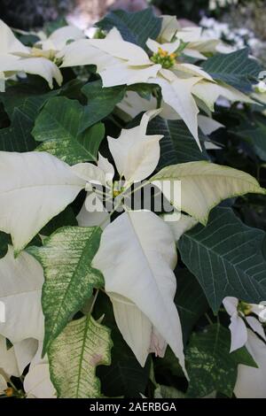 Bella stupefacente poinsettias bianco che crescono in un giardino fiorito, Euphorbia specie, Poinsettia specie, Flor de Nochebuena, la vigilia di Natale fiore Foto Stock
