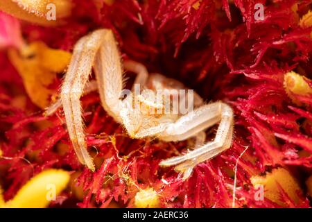 Mecaphesa spp. Il ragno granchio nascosto nel centro di una Zinnia fiore, in attesa di preda Foto Stock