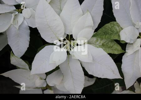 Bella stupefacente poinsettias bianco che crescono in un giardino fiorito, Euphorbia specie, Poinsettia specie, Flor de Nochebuena, la vigilia di Natale fiore Foto Stock