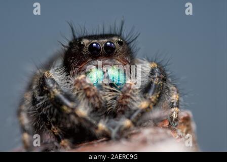 Immaturo Phidippus audax, Bold jumping spider, con la sua iridescenza blu-verde chelicerae, in appoggio sulla sommità di un palo da recinzione con cielo blu sullo sfondo Foto Stock