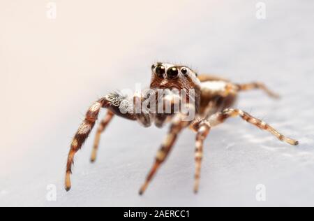 Tre quarti di vista frontale di un maschio Pelegrina proterva, comune White-Cheeked jumping spider cercando Foto Stock