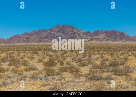 Cespugli di creosoto, Larrea purshia, nel deserto di Mojave lungo il percorso 66 in California, Stati Uniti d'America Foto Stock