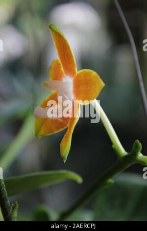Orange Phalaenopsis venosa orchid in piena fioritura Foto Stock