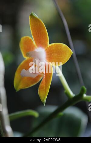 Orange Phalaenopsis venosa orchid in piena fioritura Foto Stock