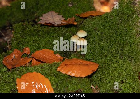 Ciuffo di zolfo fungo, REGNO UNITO Foto Stock