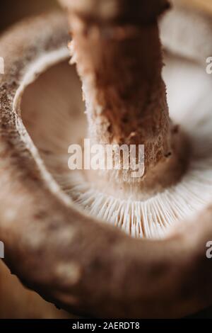 La fotografia macro di Funghi Shitake. Cucina creativa la fotografia. Foto Stock