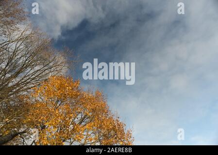 Arancione e marrone si blocca il fogliame degli alberi,nel pomeriggio la luce del sole che sta per cadere come l'inverno si avvicina. Foto Stock