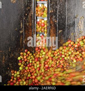 Le mele da sidro all'interno della distilleria. La produzione del sidro nel Somerset, Regno Unito Foto Stock