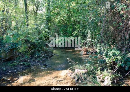 Forest in galleria attraversata dal torrente in autunno e le cascate del martinete Sierra Norte della provincia di Siviglia Spagna Foto Stock