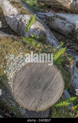 La felce crescente sul tronco di albero come parte di una pila di registri segato. Metafora della silvicoltura, piante che crescono in luoghi dispari. Foto Stock