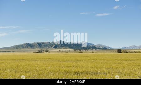 Paesaggio di montagne e di orzo plantation nella Pampa Argentina Foto Stock