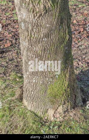 Solcato corteccia di albero dei tulipani / liriodendron tulipifera (anche denominato Tulip Poplar & Pioppo giallo). Una volta utilizzata come pianta medicinale in rimedi a base di erbe. Foto Stock