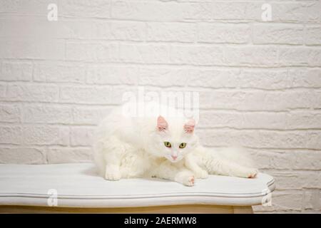 Un bianco gatto Angora con occhi espressivi si siede su un tavolo bianco contro un bianco decorato parete. Foto Stock