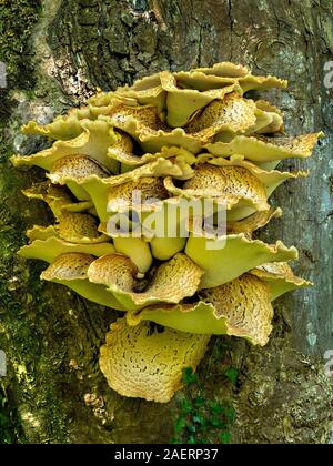 Grande giallo della Driade funghi sella (Polyporus squamosus) crescente sul tronco di albero in maggio, Scotland, Regno Unito Foto Stock